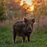 Wild boars